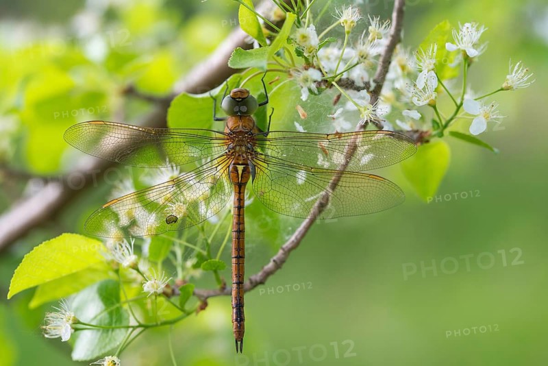 Anaciaeschna isosceles, wedge spot mosaic maid, wedge spot dragonfly, Norfolk Hawker, anisoptera, damselflies, dragonflies, insects, dragonflies, insects, dragonflies, odonata