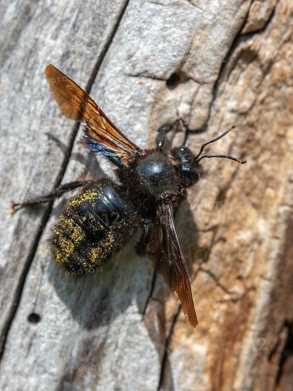 Apidae, bees, blue wood bee, large wood bee, hymenoptera, violet-winged wood bee, xylocopa violacea, flew off, brood cave, high size, portrait format, insects, nesting cave, violet carpenter bee