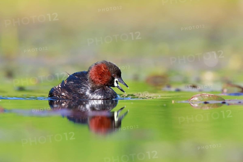 Little Grebe (Tachybaptus ruficollis), North Rhine-Westphalia, Germany