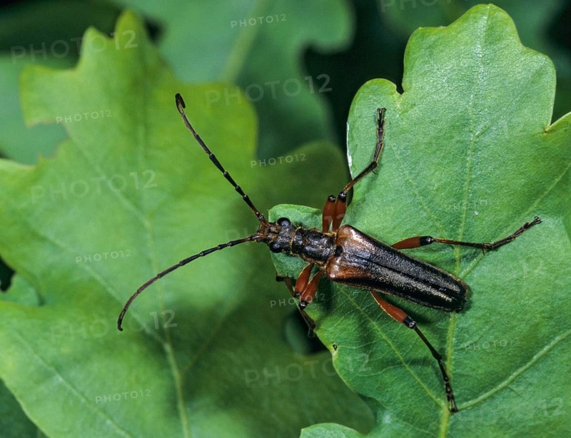 Stenocorus meridianus, variable longhorn beetle, variable stumbbock, beetle, longhorn beetle, insects, beetles