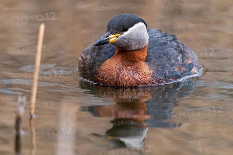 Podiceps grisegena, red-necked grebe, red-necked grebe, birds, grebe, podicipedidae, divers, birds, waterbirds, waterbirds