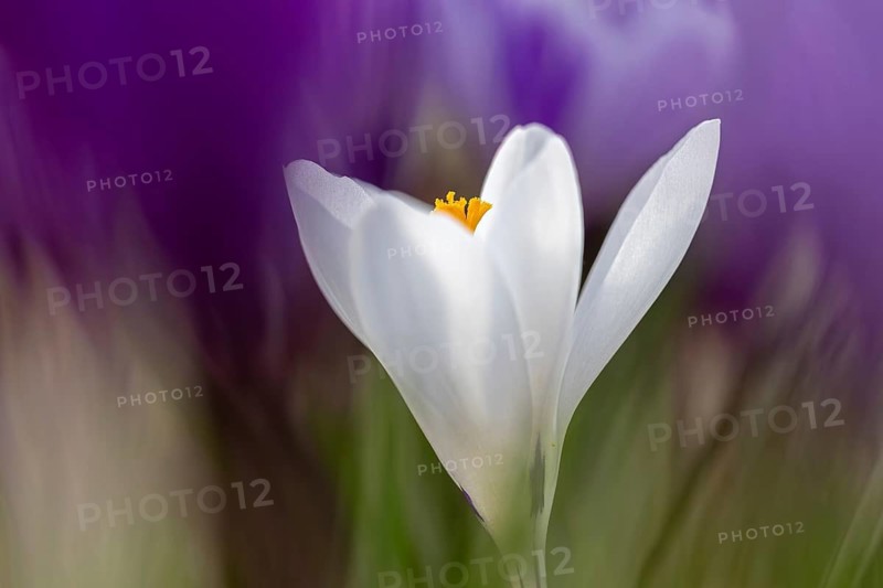 White crocus (Crocus sp.) close-up showing yellow stigma among violet crocuses in late winter, early spring