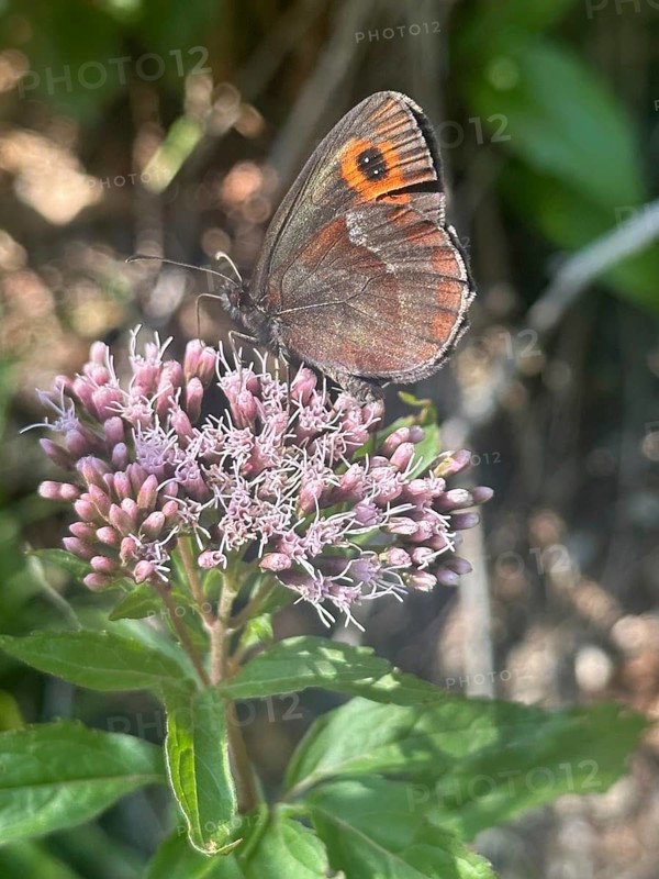 Grey-banded Erbie (Erebia aethiops), a butterfly resting on hemp agrimony (Eupatorium cannabinum), Upper Bavaria, Bavaria, Germany