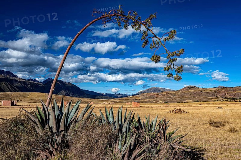 Agaves with inflorescences in front of a farmland plain in the highlands (Agave cordillerensis), Maras, Urubamba Valley, southern Peru, Peru, South America