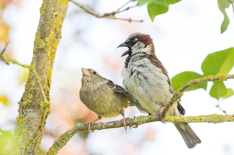 Courting house sparrows (Passer domesticus) perched on a branch – a bright and cheerful spring scene, Hesse, Germany