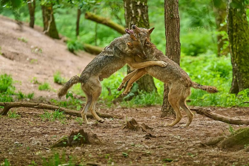 Two wolves in a green setting, interacting closely and playfully, summer, wolf (Canis lupus), Germany