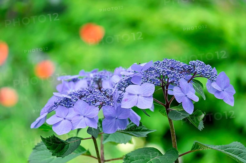 Blue plate hydrangea (Hydrangea serrata), North Rhine-Westphalia, Germany