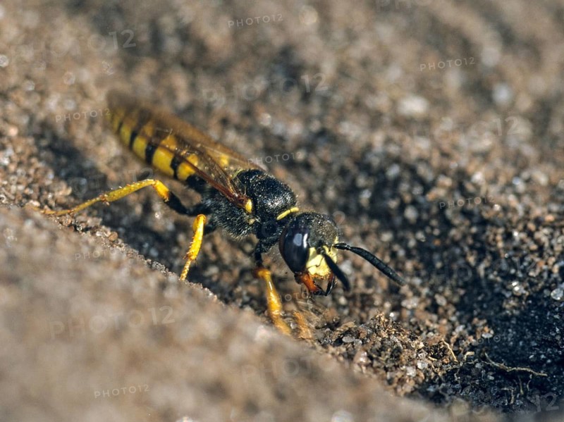 Beewolf, European Beewolf, Hymenoptera, Philanthus Triangulum, Spheciformes, Bee-Killer Wasp, Beewolf, Digging Wasps, Insects, Leo, the Bee-Eating Philanthus
