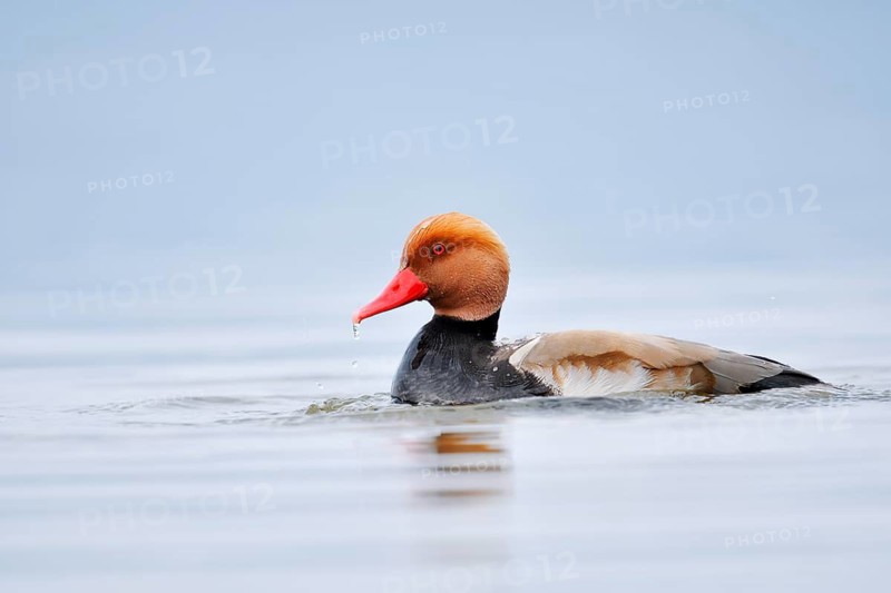 Red-crested Pochard (Netta rufina), a drake swimming on Lake Constance, Baden-Württemberg, Germany