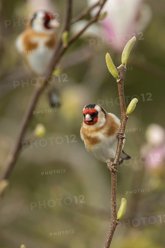 European goldfinch (Carduelis carduelis) adult bird in a magnolia tree in spring, England, United Kingdom