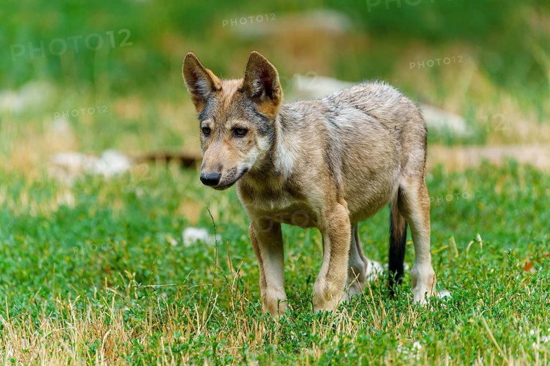 Timberwolf, wolf, American wolf (Canis lupus lycaon), Germany. An alert wolf cub is lying in the grass, closely observing its surroundings