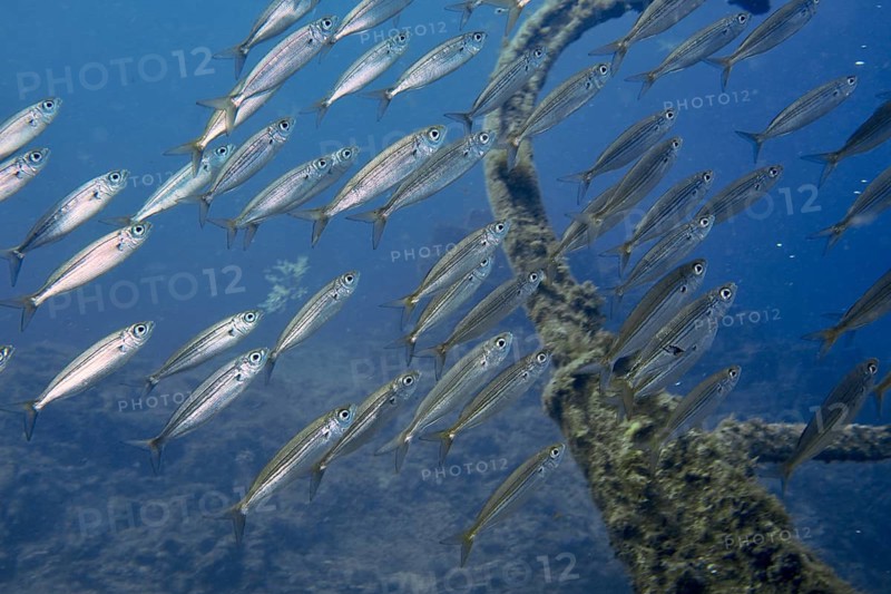 A school of yellow-striped boops (Boops boops) swims alongside an overgrown structure in the blue water, at the Condesito wreck dive site, Las Galletas, Tenerife, Canary Islands, Spain