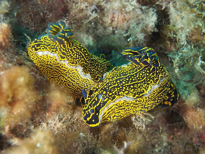 A pair of brightly coloured nudibranchs, the yellow-and-purple star nudibranch (Felimare picta), dive site: El Cabron Marine Reserve, Arinaga, Gran Canaria, Spain, Europe, Atlantic Ocean