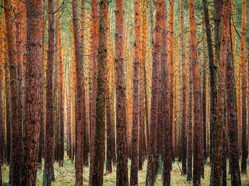 A dense pine forest, Nossentiner Schwinzer Heide nature park Park, Mecklenburg-Western Pomerania, Germany