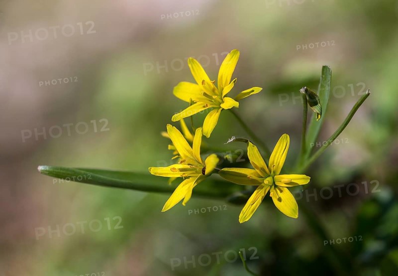 Gagea lutea, common yellow star, liliaceae, lily family, forest yellow star, yellow star of Bethlehem, flora, plants, plants