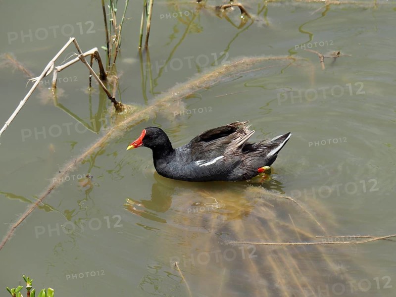 A waterbird with a red beak – a moorhen (Gallinula chloropus) – swims quietly in a lagoon, Gran Canaria, Spain
