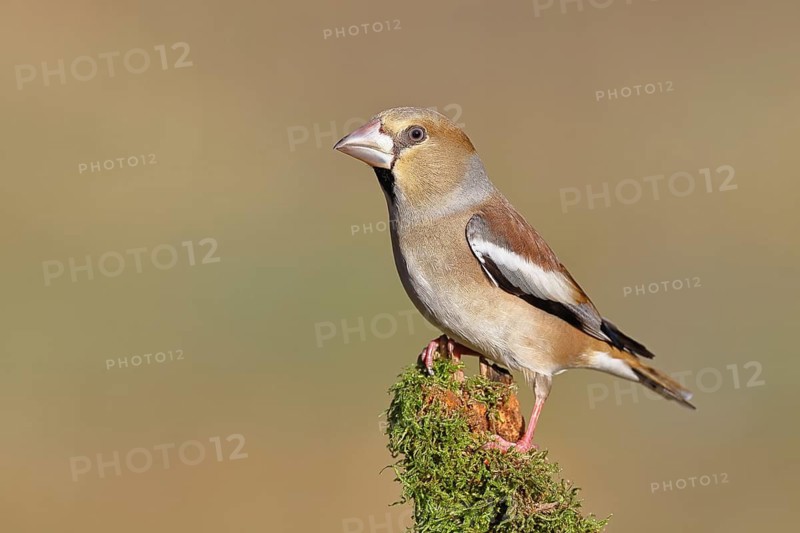 Hawfinch (Coccothraustes coccothraustes), female, perched on a moss-covered branch, Wilnsdorf, North Rhine-Westphalia, Germany