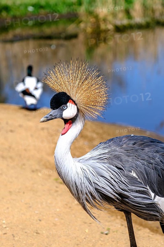Grus, a genus in the crane family (Gruidae)