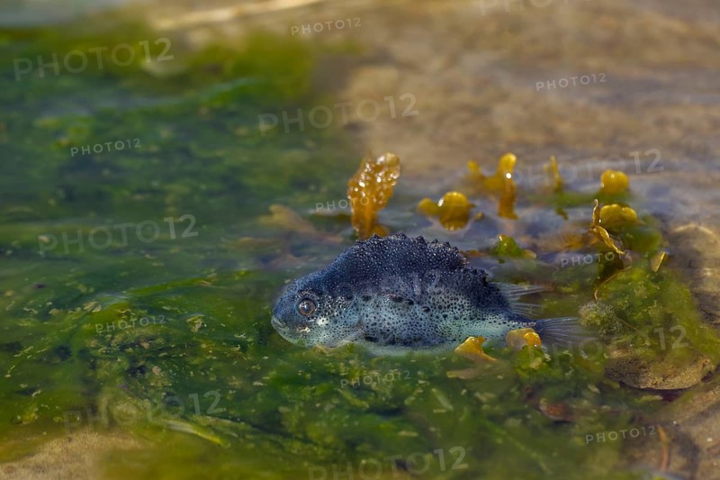 A dead juvenile lumpfish (Cyclopterus lumpus) on the coast of the Danish North Sea, death, flotsam and jetsam, September, Denmark