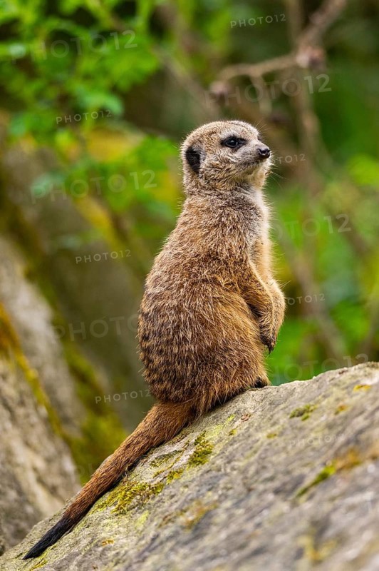 Meerkat (Suricata suricatta) standing sweet and curious on a rock, captive, occurrence Africa