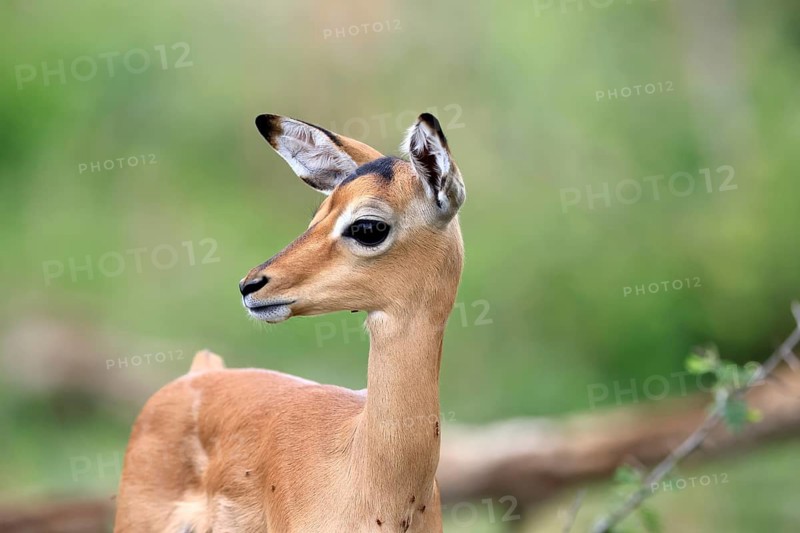 Black-heeled antelope (Aepyceros melampus), impala, young animal, portrait, alert, Kruger National Park, South Africa