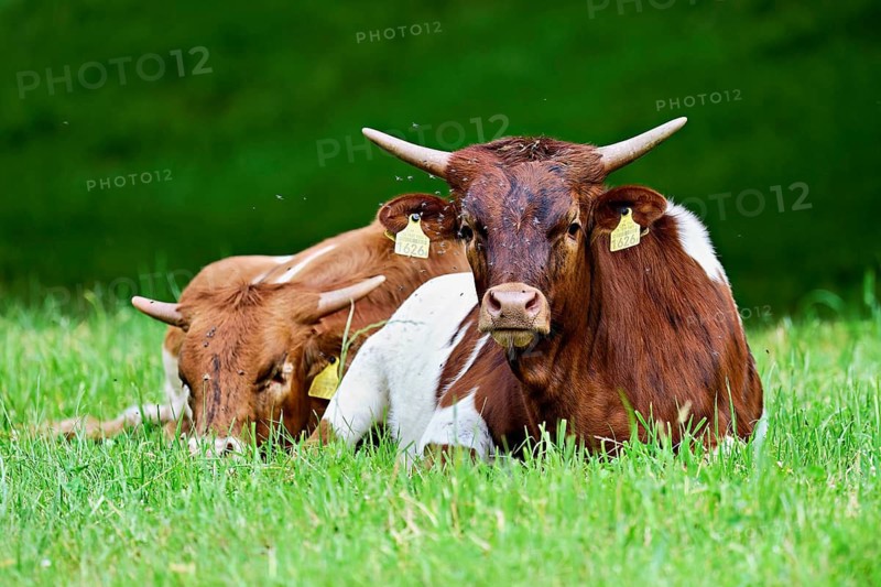 Two Texas Longhorn cattle sitting in a meadow, Meienberg, Aargau Canton, Switzerland