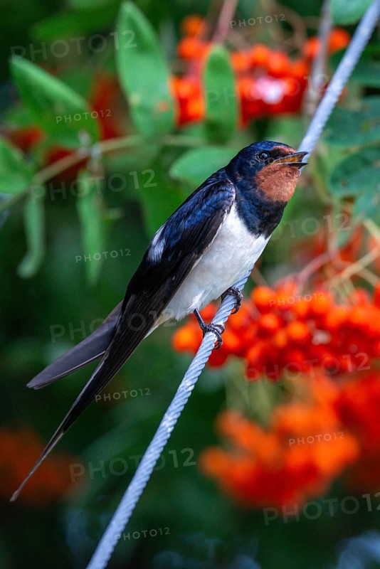 Hirundo rustica, barn swallow, birds, high size, portrait format, passeri, swallows, songbirds, birds