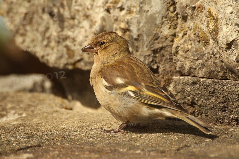 Chaffinch (Fringilla coelebs) female at a garden pond, Allgäu, Bavaria, Germany