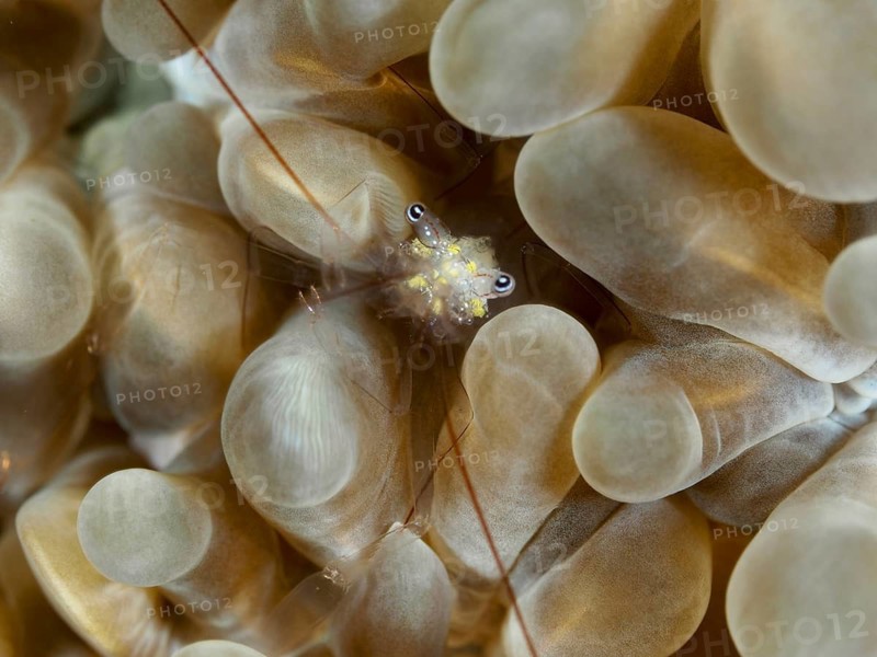 Smits' bubble coral shrimp (Palaemonella smiti) hides amongst beige, textured corals at the Spice Reef dive site, Penyapangan, Bali, Indonesia