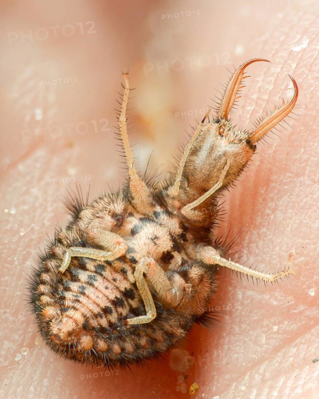 Ant maids, ant lion, Euroleon nostras, spotted winged ant maid, Myrmeleontidae, neuroptera, Suffolk antlion, high size, portrait format, insects, larva, larva, reticulated