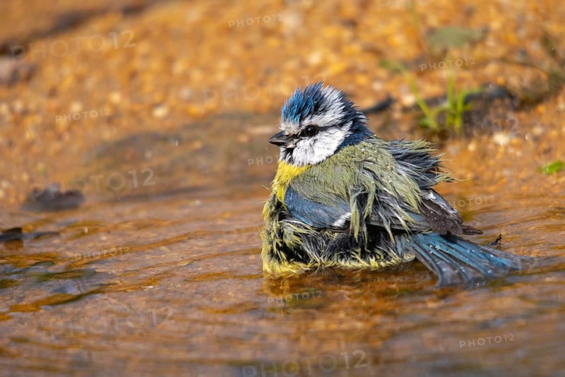Blue tit, parus caeruleus, bath, bathe, bird bath, birds, tits, passeri, songbirds, tits, drinking water, birdbath, birds, watering place