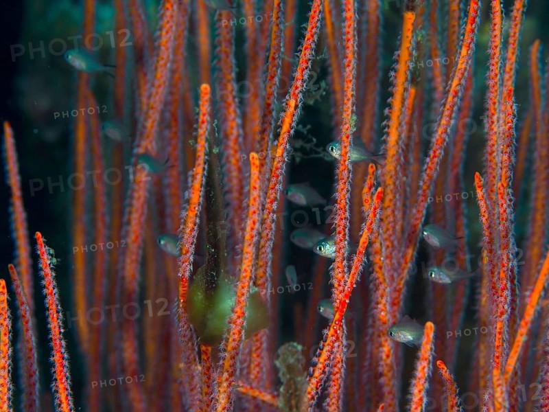Close-up of orange corals, shrub gorgonians and Ellisella ceratophyta, with small fish amongst them, at the Spice Reef dive site, Penyapangan, Bali, Indonesia