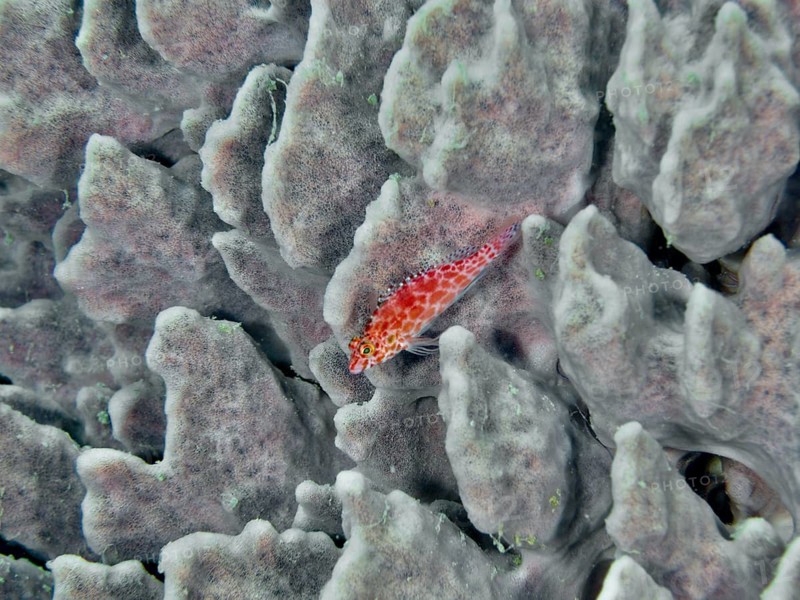 Red tufted grouper, Coral hawkfish (Cirrhitichthys oxycephalus), resting on the textured, grey surface of a sea sponge, Twin Reef dive site, Penyapangan, Bali, Indonesia