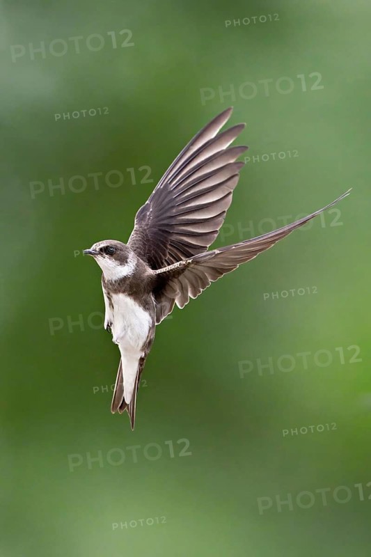 Sand Martin (Riparia riparia), in flight, Reussegg Nature Reserve, Canton of Aargau, Switzerland