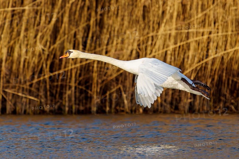 Mute swan (Cygnus olor), wildlife, Germany, A swan in flight over the water against a backdrop of reeds