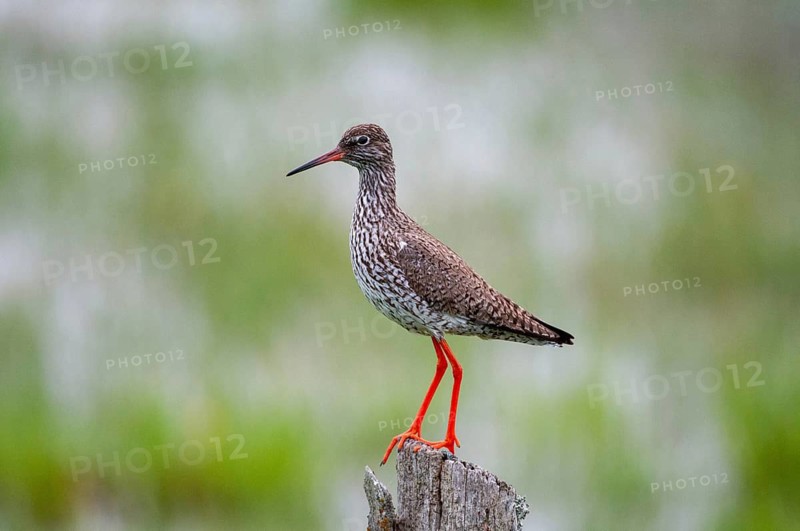 Redshank, redshank, Sweden, Tringa Totanus, birds, charadriiformes, limikolen, snipe birds, scolopacidae, Sweden, birds, waders, Öland