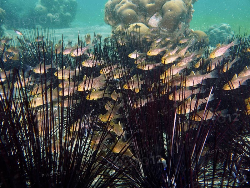 Flagfin cardinalfish (Ostorhinchus hoevenii) swim close together amongst spiny sea urchins, diadem sea urchins (Diadema setosum), and corals, at the Secret Bay dive site, Gilimanuk, Bali, Indonesia