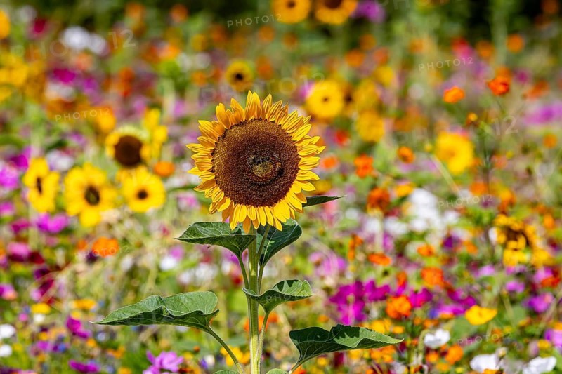 Flower meadow with blooming sunflowers and colorful flowers on the island of Reichenau in Lake Constance. Reichenau, Baden-Württemberg, Germany