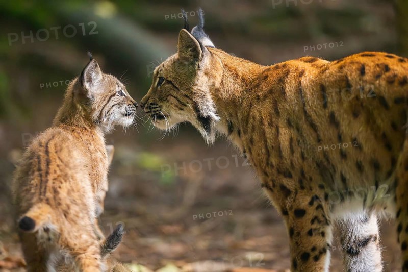 Eurasian lynx (Lynx lynx) mother with her youngster (cub) in a forest, Bavaria, Germany