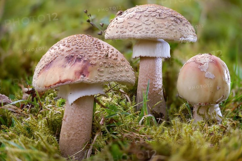 Amanita rubescens, meat mushroom, yellow-ringed pearl mushroom, golmoth, gargle stomach, pug, girl mushroom, pearl sponge, pearl bulge, pustular bulge, reddening bulbous leaf mushroom, reddening bulbous, peeling mushroom, fungi, fungus, mushrooms