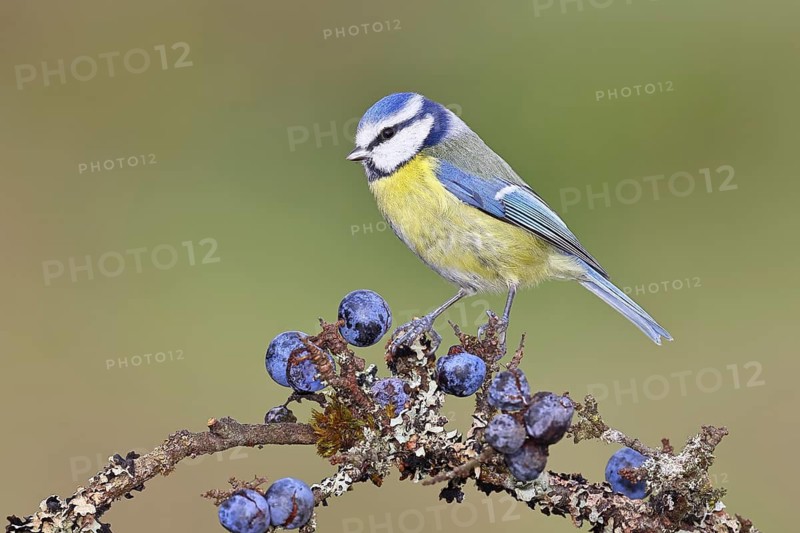 Blue Tit (Parus caeruleus), perched on a twig in a blackthorn bush (Prunus spinosa), with ripe fruit, autumn, wildlife, animals, tit family, songbird, birds, Wilnsdorf, North Rhine-Westphalia, Germany