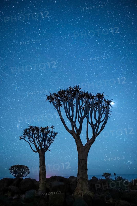 Quiver trees (Aloe dichotoma), night shot with starry sky, quiver tree forest in Garaspark near Keetmanshoop, Karas Region, Namibia