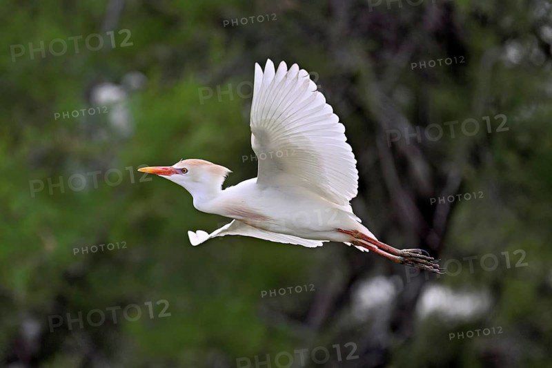 A cattle egret (Bubulcus ibis) in breeding plumage in flight, Camargue, southern France