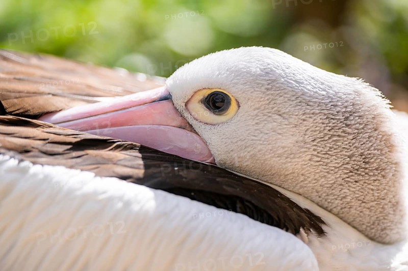 Australian pelican (Pelecanus conspicillatus), close-up, portrait, eye, captive, distribution australia