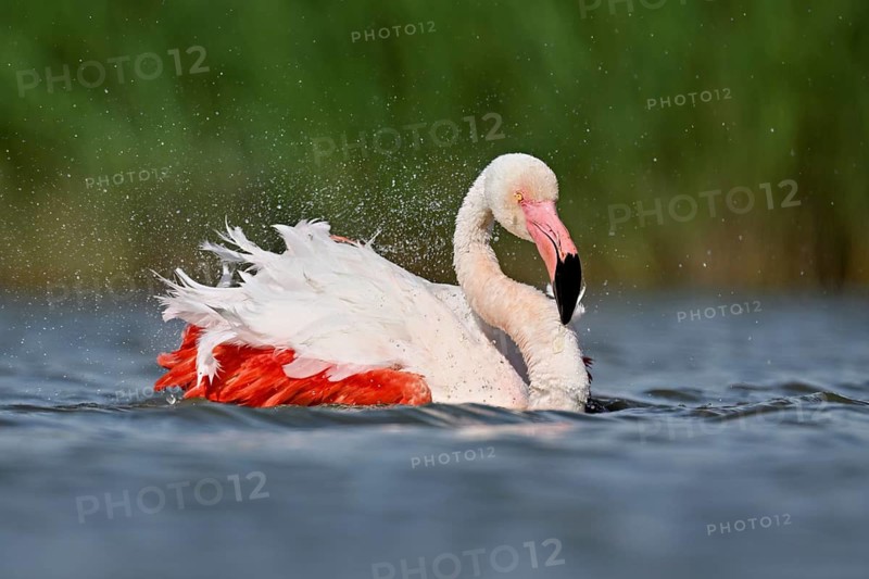 A greater flamingo (Phoenicopterus roseus) bathing in a pond, Camargue Regional Nature Park, southern France
