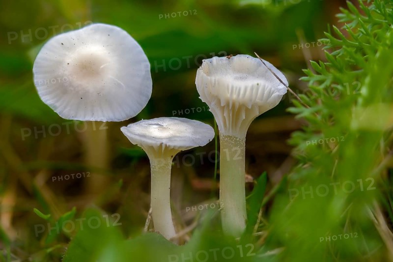 Camarophyllus virgineus, cuphophyllus virgineus, ellerling, glassy white ellerling, hygrocybe nivea, hygrocybe virginea, maiden cellling, snow-white ellerling, white sapling, white meadow celery, fungi, mushrooms, snowy waxcap