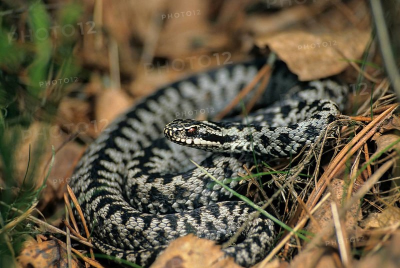 European adder, European viper, venomous snake, vipera berus, critters, poisonous reptilia, reptilia, snakes, snakes
