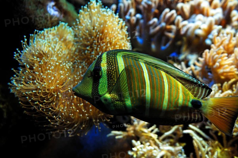 Sailfin doctorfish (Zebrasoma veliferum) in the aquarium at Nuremberg Zoo, Nuremberg, Middle Franconia, Bavaria, Germany