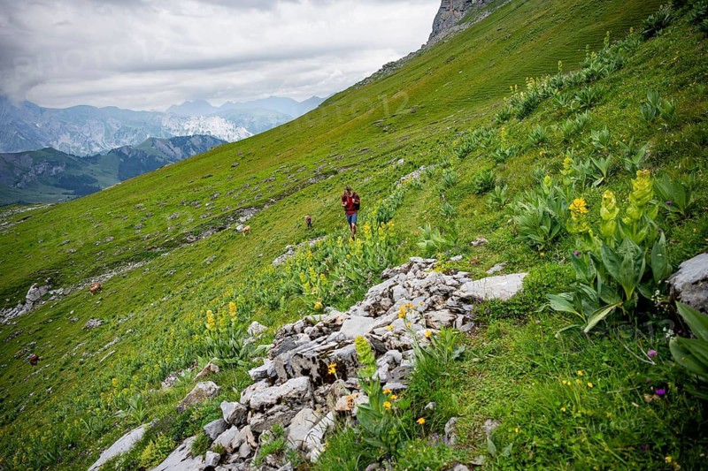 Hiker in green mountain landscape with blooming yellow gentian (Gentiana lutea), Kienboden, Bernese Alps, Bernese Oberland, Switzerland