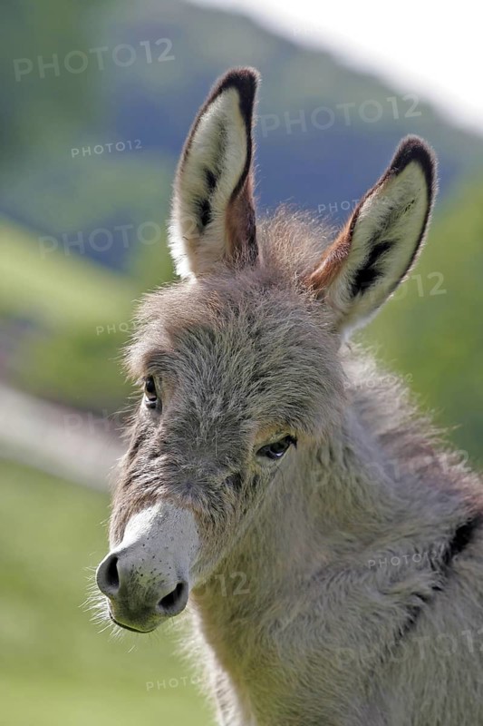 Pygmy donkey (Equus asinus asinus), Münster, North Rhine-Westphalia, Germany